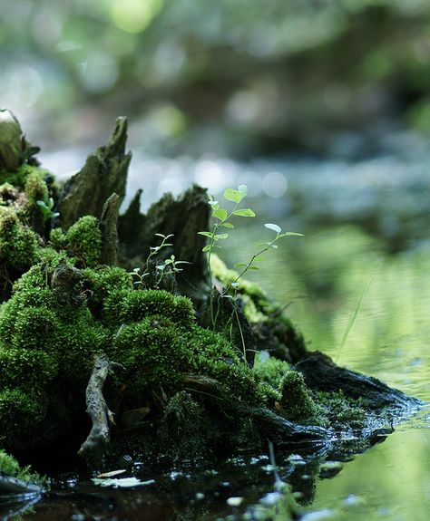 Bryophytes Aroace Aesthetic, Moss Aesthetic, Au Characters, Moss Garden, Delicate Beauty, Alam Yang Indah, Nature Aesthetic, Small Plants, Green Aesthetic