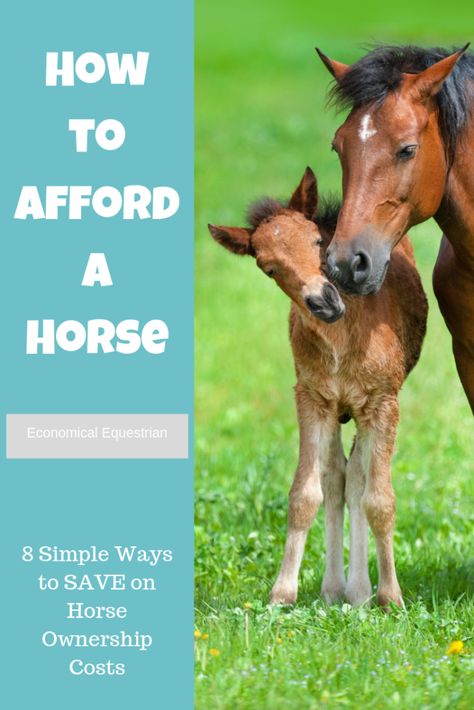 Horse Ownership, Buy A Horse, Horse Care Tips, Horse Facts, Equestrian Problems, Horse Riding Tips, Horse Rescue, Horse Training Tips, Most Beautiful Horses