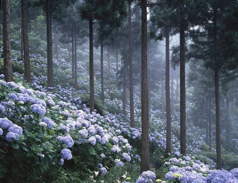 Foggy Forest, Nature Aesthetic, Flower Field, Pretty Places, Karakter Anime, Aesthetic Photo, Pretty Flowers, Pretty Pictures, Secret Garden