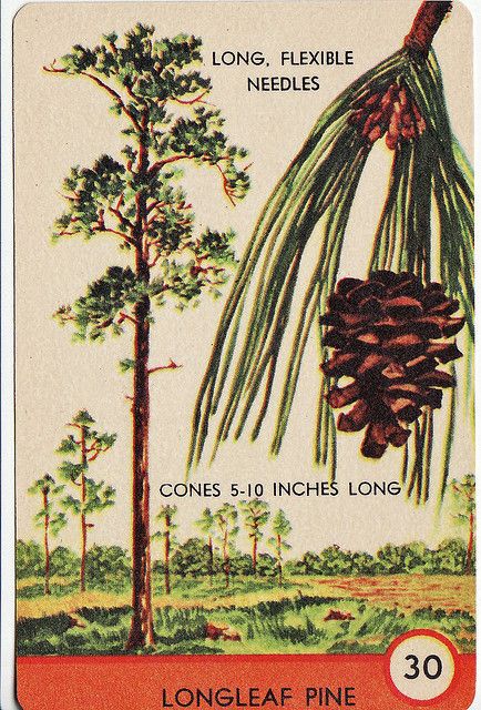 Longleaf Pine. We had so many of these prior to Andrew - that storm all but wiped them out. Pine Embroidery, Forest Reference, Plant Sleeve, Tree Tattoo Ideas, Long Leaf Pine, Crop Ideas, Pine Tattoo, Longleaf Pine, Winter Pics