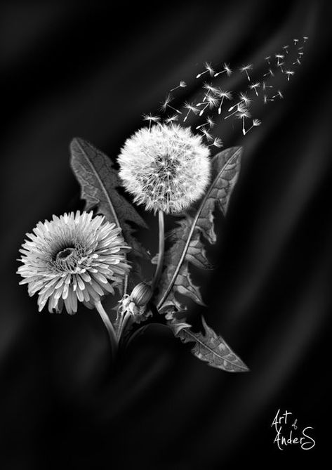 Dandelion Drawing Realistic, Accupressure Mats, Irish Plants, Dandelion Tattoo Meaning, Dandelion Tattoo Design, Name Tattoos For Moms, Dandelion Painting, Black White Tattoos, Dandelion Tattoo