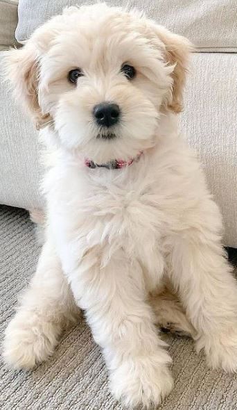 Miniature Maltipoo, White Schnoodle, Schnoodle Haircut, Puppy Dog Pictures, Labradoodle Puppy, Super Cute Puppies, Really Cute Dogs, Cute Dog Pictures, Puppies And Kitties