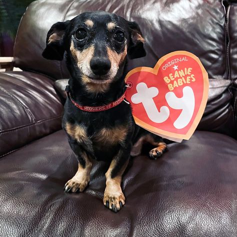 Ty Tag For Dog, Ty Dog Costume, Ty Costume, Baby Dog Costume, Beanie Baby Dog, Crunchwrap Supreme, Quick Halloween Costumes, Ty Bears, Diy Dog Costumes