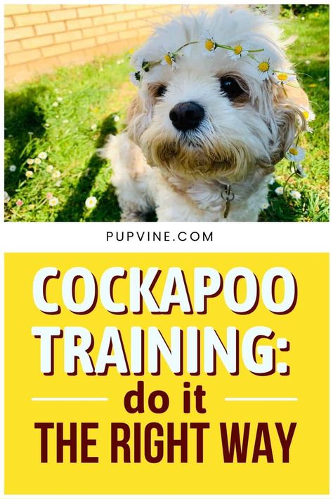 Cockapoo Training: Do It The Right Way Lab Puppy Training, Mini Cockapoo, Cockapoo Breeders, Cavapoo Dogs, Pet Remedies, Cockapoo Puppy, Crate Training Puppy, Cockapoo Dog, Puppy Cut