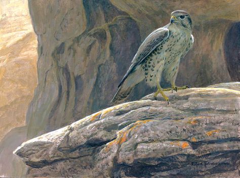 Robert Batman, Raptor Bird Of Prey, Robert Bateman, Wild Animals Painting, North American Wildlife, Painting Birds, Wild Art, American Animals, Artwork Inspiration