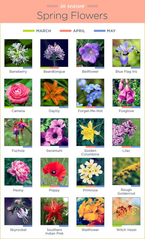 spring season flowers Spring Flowers Names, Spring Season Flowers, Flowers Name List, Blue Flag Iris, Planting Combinations, Flower Garden Plans, Flower Chart, April Flowers, Flower Guide