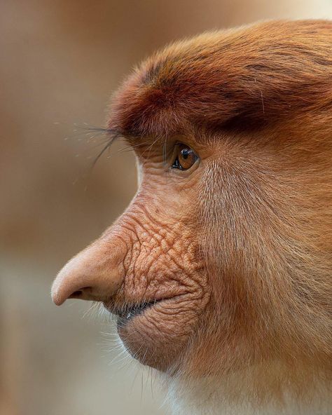 Mogens Trolle on Instagram: “Wrinkly-faced, pointy-nosed proboscis monkey female in profile. Sabah, Borneo.” Monkey Types, Proboscis Monkey, Wild Kingdom, Monkeys Funny, Side Profile, Primates, Faith In Humanity, Great Pictures, Monkeys