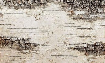 White Birch Bark Wall Coverings Gallery - Bark House Birch Bark Wallpaper, Birch Bark Wall, Tree Bark Wallpaper, Bark Wallpaper, Birch Wallpaper, Bark Wall, Birch Tree Decor, Birch Wall, White Birch