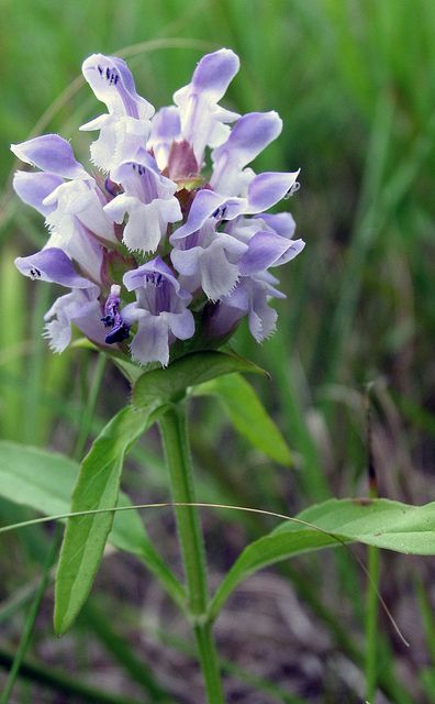 Prunella vulgaris - Common Self-heal, by Layla Dishman, via Flickr Prunella Vulgaris, Texas Plants, Texas Native Plants, Gorgeous Flowers, Montgomery County, Native Garden, Natural Phenomena, Native Plants, Love Flowers