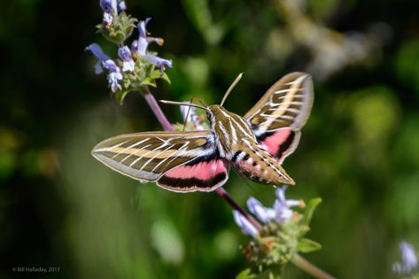 Sphinx Moth Tattoo, Sphinx Moth, Pandora Sphinx Moth, Twin Spotted Sphinx Moth, Giant Peacock Moth, White Lined Sphinx Moth, Tiny Butterfly Tattoo, Small Eyed Sphinx Moth, Cecropia Moth