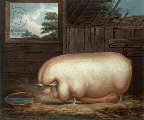 "This Remarkable Animal...", engraved by John Whessel (c.1760-1823), 1808 (engraving), Gale, Benjamin (1741-1832) (after) / Private Collection / Bridgeman Images Pig Side Profile, Side Profile Painting, Pig Paintings, Eating Painting, Profile Painting, Cow Paintings On Canvas, Pig Painting, Year Of The Monkey, 19th Century Paintings