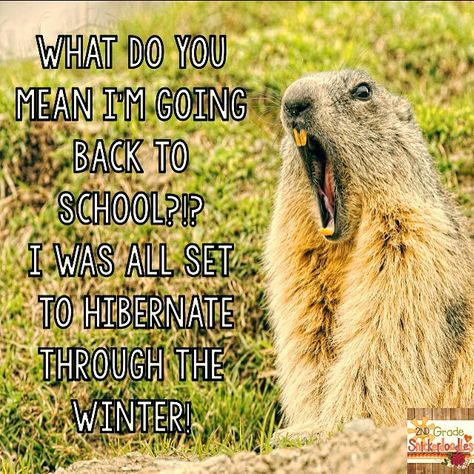 Noooo, come back, winter break!! Back To School Quotes For Teachers, Broke Meme, Powerful Sayings, Teacher Funnies, Teaching Memes, Laugh Of The Day, Back To School Quotes, Teaching Humor, Fall Humor