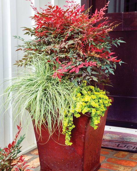 It's time to start decorating for spring and Easter. Here are some ideas for dynamic plant displays using Obsession Nandina. Deck Garden Ideas Potted Plants, Obsession Nandina, Front Planters, Indoor Gardening Supplies, Southern Living Plants, Growing Trees, Fall Container Gardens, Fall Containers, Gardens Ideas