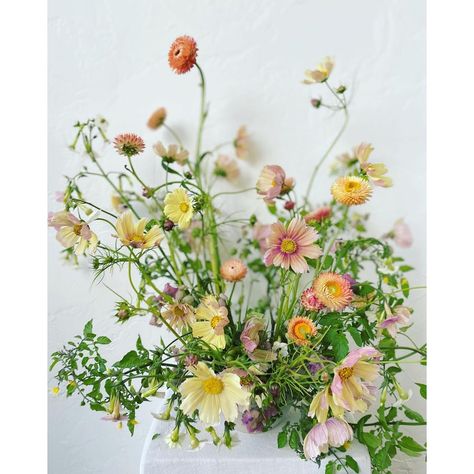 S E V A D E S I G N on Instagram: “an airy arrangement highlighting apricot cosmos for @gatherflora at @sfflowermart last week. what a delight to design solely with the most…” Aster Flower Arrangement, Apricot Cosmos, Cosmos Arrangement, Wildflower Wedding Flowers, Flowers Cosmos, Aster Flower, Rose Arrangements, Wildflower Wedding, Wedding Vibes