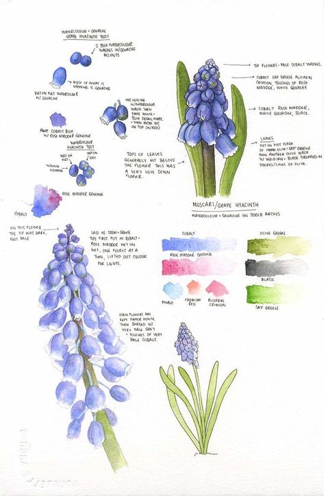 Botanical Sketchbook, Grape Hyacinth, Illustration Botanique, Garden Journal, Watercolor Flower Art, Botanical Painting, Botanical Watercolor, Lukisan Cat Air, Drawings Simple