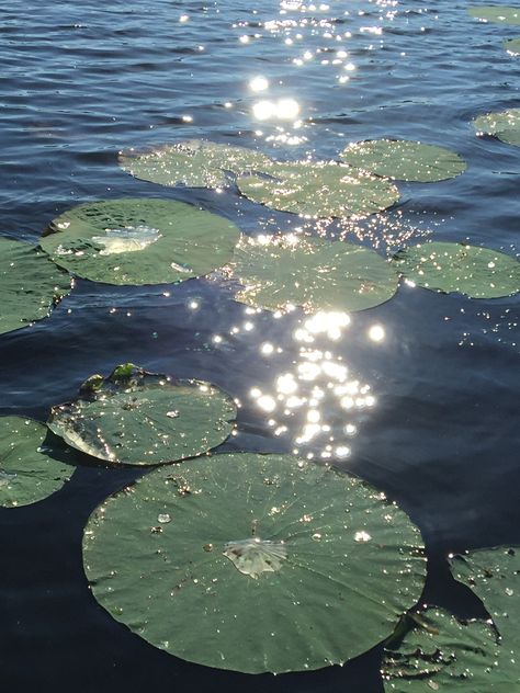 Lotus Flower Art, Plant Aesthetic, Color Studies, Nature Aesthetic, Water Lilies, Green Aesthetic, Watercolor Landscape, Lily Pads, In Water