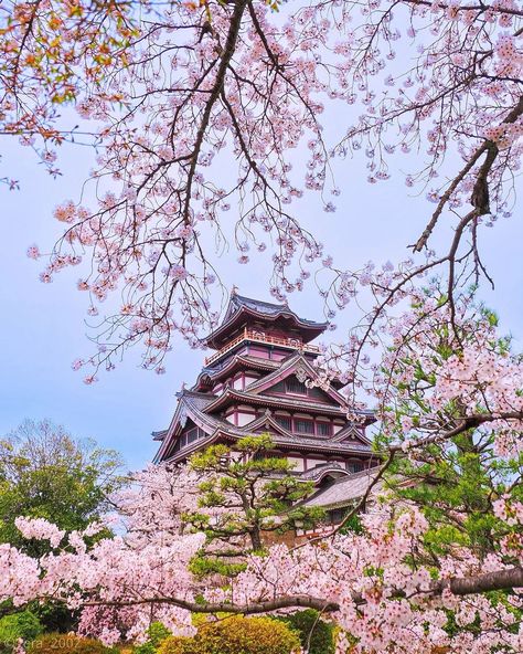 📸Photo of the day by tera_2002 via IG Cherry blossoms and the castle 📍Fushimi-Kuyama Castle #livinginjapan #japan #japantravel #japantravelguide #japantravelphoto #japantrip #japantraveller #travel #traveller #sightseeing #sightseeingjapan #beautifuljapan #beautiful #beauty #kyoto #kyotojapan #kyototrip #osaka #osakajapan #tokyo #cherryblossoms #sakura Japan Sakura Cherry Blossoms, Japan Aesthetic Soft, Blossom House, Living In Japan, Korea Wallpaper, Japan Sakura, Japan Life, Japan Travel Guide, Japan Trip