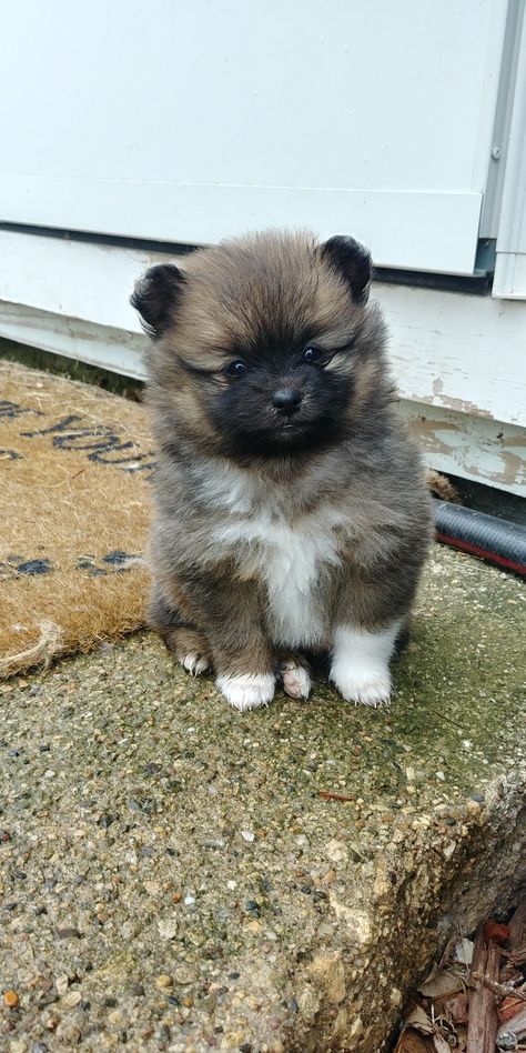 Pom Puppy, Gambar Lanskap, Teacup Pomeranian, Lap Dogs, Pomeranian Puppy, Tiny Dogs, Puppy Care, A Puppy, Dog Photos