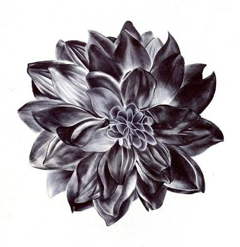 Dahlia Dahlia Flower Drawing, Black Dahlia Flower, Dahlia Tattoo, Black Dahlia, Dahlia Flower, Flower Drawing, A Flower, Dahlia, Black And White