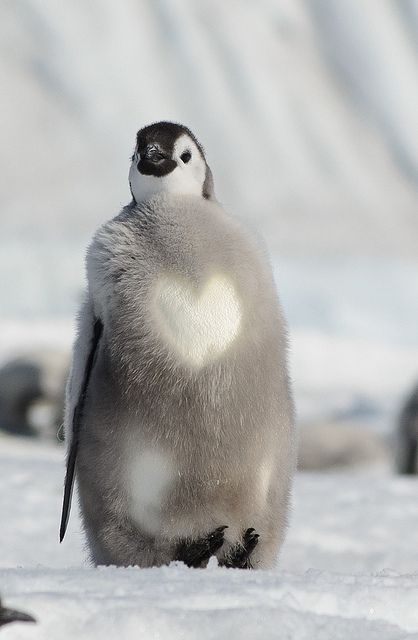 @1969Mauricio Emperor Penguin Chick, Emperor Penguins, Penguin Love, Emperor Penguin, Baby Penguins, Arctic Animals, Baby Animals Funny, Cute Wild Animals, Cute Penguins