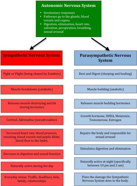 sympathetic vs. parasympathetic nervous system Sympathetic Vs Parasympathetic, Paramedic School, Study Resources, Respiratory Therapy, Nurse Rock, Parasympathetic Nervous System, Nursing School Tips, Autonomic Nervous System, Nursing Tips