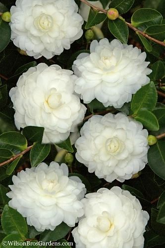 Shi Shi Camellia, October Magic, Camellia Sasanqua, Camellia Plant, Southern Living Plant Collection, Plant Hardiness Zone Map, Southern Living Plants, White Camellia, Oakleaf Hydrangea