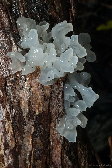 Tremella fuciformis (snow fungus, silver ear fungus or white jelly mushroom) Jelly Mushroom, Tremella Fuciformis, Tremella Mushroom, Snow Mushroom, Lichen Moss, Mushroom Pictures, Newborn Feeding, Slime Mould, Simple Health