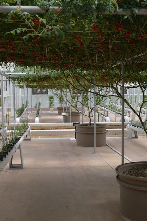 Disney, Epcot Hydroponics Garden. Each of the 4 big pots contains 1 tomato plant. Hydroponic Nutrients, Tomato Tree, Big Pots, Growing Food Indoors, Hydroponic Garden, Elephant Camp, Family Compound, Tomato Plant, Disney Epcot