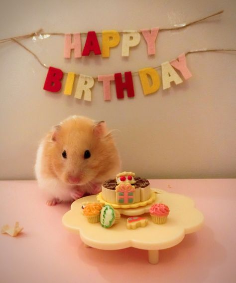 Silly Happy Birthday, Aesthetic Message, Happy Birthday Aesthetic, Birthday Greetings For Boyfriend, Happy Birthday Captions, Happy Birthday Sister Quotes, Message Ideas, Hamster Life, Easy Birthday Gifts