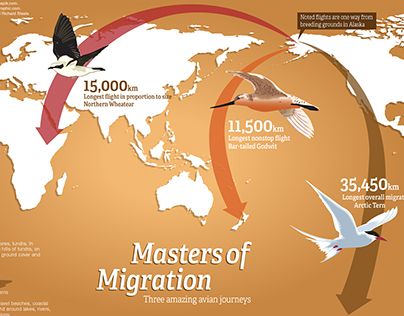 Check out new work on my @Behance portfolio: "Bird Migration Infographic" http://on.be.net/1hX0DaV Bird Migration, Three Birds, Birds, Art