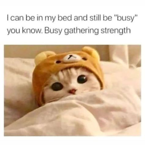 I can be in bed and still be busy Busy gathering strength. Cute cat memes, adorable cat memes, hilarious cat memes, funny cat meme ideas, cat meme face, #catmeme #catmemes, funniest and cutest cats ever, cats new pics, funny cat pictures, viral cat memes, viral cat photos Cute Cat Memes, Friday Humor, Funny Cat Memes, Cat Person, Silly Cats, Cool Cats, Funny Cute, Cat Memes, A Cat