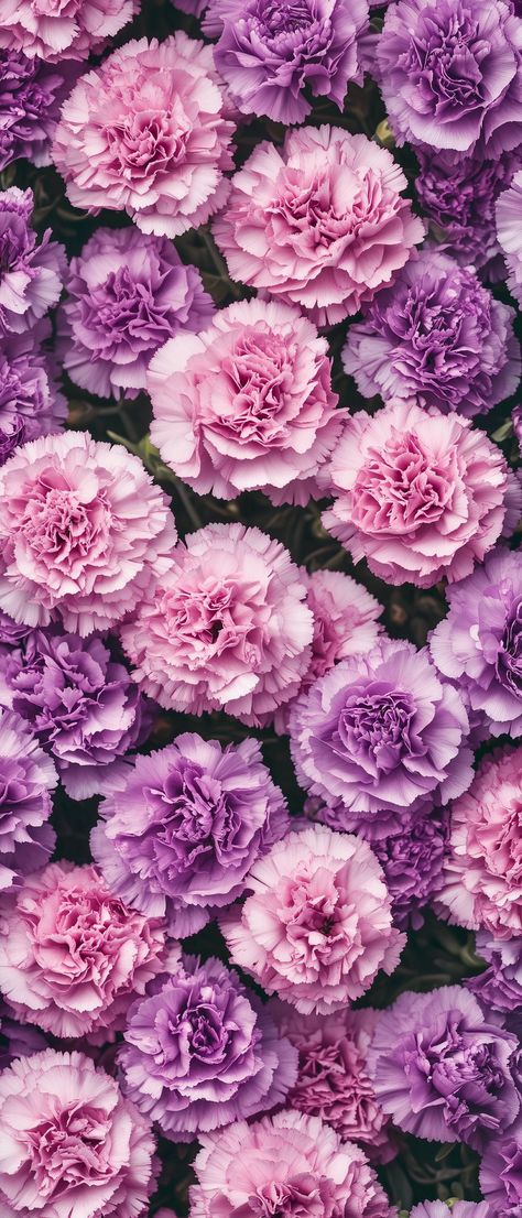 Pink And Purple Flowers Aesthetic, Floral Wallpaper Iphone Vintage, Carnation Wallpaper, Pastel Pink And Purple, Te Fiti, Purple Carnations, Calm Art, Spiritual Wallpaper, Floral Wallpaper Iphone