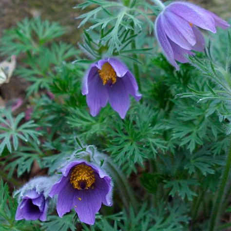 Pulsatilla vulgaris (Pasque flower) - extra-early blooms come in white, purple, or wine. They have long-lasting, fluffy seed heads, and lacy foliage that remains attractive until frost. Leach Field, Pulsatilla Vulgaris, Pasque Flower, Purple Flowering Plants, Colorado Wildflowers, Long Blooming Perennials, Indoor Flowering Plants, Garden Patio Decor, Red Blossoms