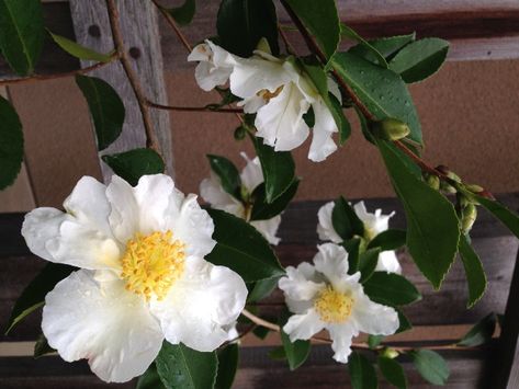 November 2013 Plant Profile: Camellia sasanqua ‘Setsugekka’ Camellia Sasanqua, Dark Green Background, Autumn Display, Earthy Scent, Blooming Plants, Simple Flowers, Green Backgrounds, White Flowers, Pure Products