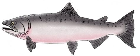 king salmon - Google Search King Salmon Drawing, Salmon Drawing, Fish Images, Movie Icon, Salmon Skin, King Salmon, Got Wood, Brown Trout, Iconic Movies