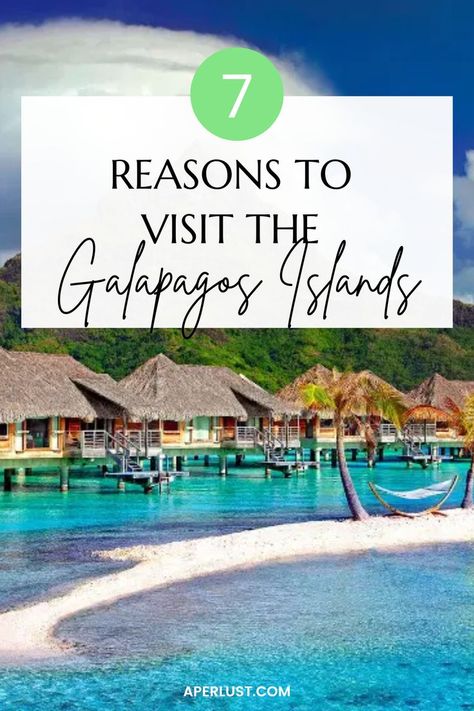 7 Reasons to Visit the Galapagos Islands – Adventure Awaits Galopogos Islands, Galapos Islands, Galapogas Islands, Equador Travel, Galapagos Islands Travel, Galapagos Island, Galapagos Ecuador, Galapagos Tortoise, Enchanted Island