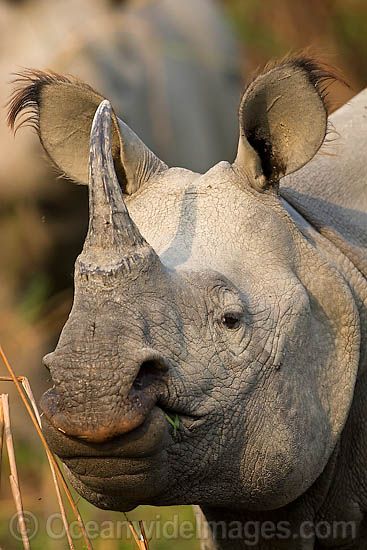 Indian Rhinoceros - also known as the Great One-Horned Rhinoceros, (Rhinoceros Unicornis). Rhino Pictures, Horned Animals, Indian Rhinoceros, Medicine Snaps, Save The Rhino, Future Generation, Wild Animals Photography, Real Unicorn, Animals Photography