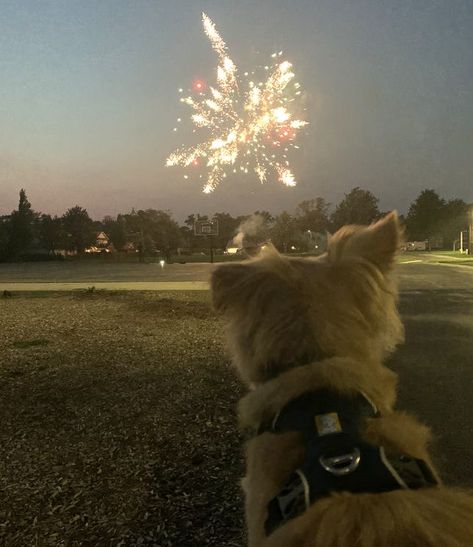 Here's How to Keep Your Dog Calm During July 4th Fireworks Check more at https://www.techonnews.net/heres-how-to-keep-your-dog-calm-during-july-4th-fireworks/ Dog Scared Of Fireworks, Cat Fireworks, Dogs And Fireworks, Belgian Sheepdog, Diwali Pictures, Medication For Dogs, July Fourth, Calm Dogs, Before Sunset