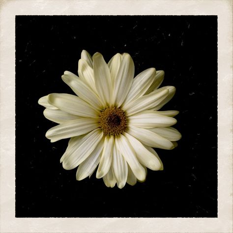 Cody Simpson - Flower Flower Album Cover, Spotify Artwork, Cody Simpson, Jack Johnson, Cover Art Design, Orlando Bloom, Matt Bomer, Big Sean, Celebrity Dads