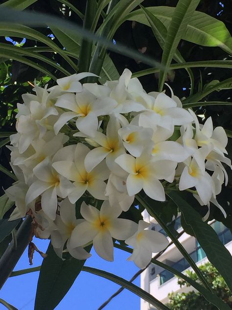 Plumeria Alba Plumeria Alba, Flowers Photography Wallpaper, Photography Wallpaper, Baby Cats, Flowers Photography, Plants, Flowers, Photography, Quick Saves