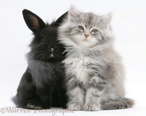 Pets: Maine Coon kitten and black rabbit photo Kittens And Bunnies, Rabbit And Cat Together, Kitten And Bunny, Bunny And Cat, Cat And Rabbit, Most Beautiful Cat, Rabbit Photos, Cat Rabbit, Black Rabbit