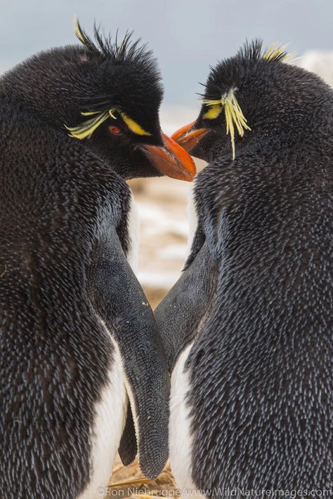 Rockhopper Penguin Rockhopper Penguin, Galapagos Penguin, Alaska Photos, Penguin Species, Falkland Islands, Wildlife Photos, Sea Lion, Home Photo, Blog Photo