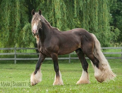 Horse Species, Minecraft Horse, Vanner Horse, Unusual Horse, Cute Horse Pictures, Horse Anatomy, Draft Horse, Horse Aesthetic, Chestnut Horse