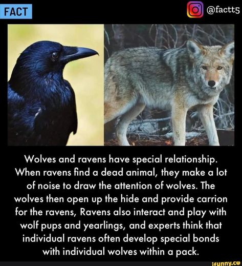 I FACT Wolves and ravens have special relationship. When ravens find a dead animal, they make a lot of noise to draw the attention of wolves. The wolves then open up the hide and provide carrion for the ravens, Ravens also interact and play with wolf pups and yearlings, and experts think that individual ravens often develop special bonds with individual wolves within a pack. - ) Raven Facts, Wolves And Ravens, Crow Facts, Raven Spirit Animal, Wolf Pups, Raven And Wolf, Fun Facts About Animals, Wolf Pup, Wolf Quotes