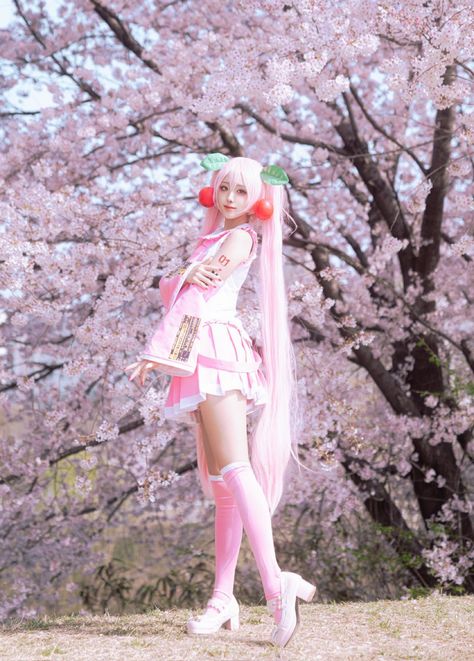 Cherry Blossom Miku, Sakura Miku Cosplay, Cherry Miku, Cosplay Poses, Sakura Miku, Sakura Cosplay, Miku Cosplay, Project Sekai, Hatsune Miku