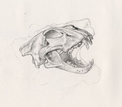 Lion skull by The Loud 1, via Flickr Animal Skull Drawing, Lion Skull, Old Sketches, Skull Sketch, Animal Skeletons, Skulls Drawing, Animal Bones, Skull Drawing, Anatomy Drawing