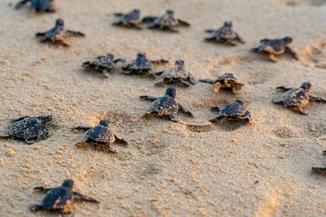 Turtles Hatching, Sea Turtles Hatching, Sea Turtle Nest, Sea Turtle Species, Turtle Hatching, World Turtle Day, Land Turtles, Turtle Day, Baby Sea Turtles