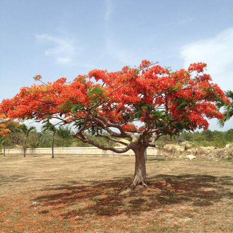 Flamboyan Tree. Picture taken @LaGuancha #Ponce, PR Flamboyan Tree Tattoo, Flamboyan Tree, Coqui Tattoo, Tree Tatto, Tree Tattoo, Pretty Stuff, Book Projects, Paint Ideas, Arm Sleeve