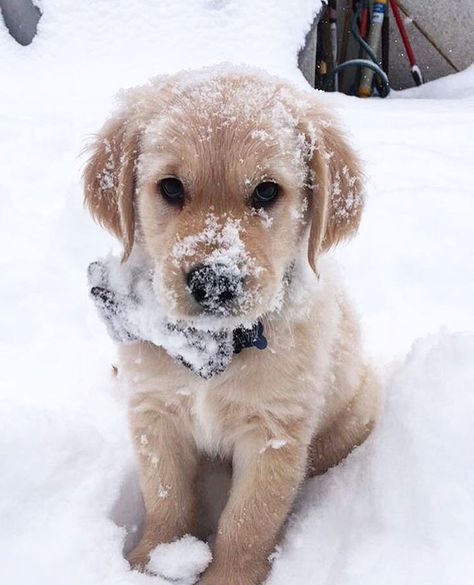 30.9k Likes, 314 Comments - Country Living (@countrylivingmag) on Instagram: “It's not what it looks like! 🐶😂#CLpets #dogsofinstagram #regram @oliver.adventurin.golden” Snow Puppy, Super Cute Puppies, Golden Retriever Puppy, Cute Dogs And Puppies, Cute Animal Photos, Cute Animal Pictures, A Puppy, Cute Creatures