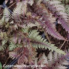 Japanese Painted Ferns Athyrium Niponicum, Fern Varieties, Painted Fern, Burgundy Shades, Japanese Painted Fern, Black Walnut Tree, Shade Loving Perennials, Fern Plant, Woodland Garden